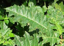 Image result for Acanthus polystachyus