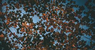 Cara download gambar no copyright. Pin Oleh Irma Noerrachimah Di Yang Saya Simpan Di 2021 Gambar Daun Pemandangan