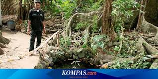 Pemberian makanan pada ikan louhan memang sangatlah penting kaitannya untuk mempercepat pertumbuhn. Ikan Dewa Dari Ciremai Halaman All Kompas Com