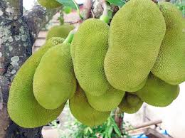 Image result for Artocarpus heterophyllus