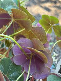 Image result for Oxalis oligotricha