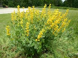 Image result for Baphia speciosa