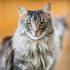 Solid black, black grizzled tabby, and black (a.k.a. 10 Best Large Cat Breeds Top Big Cat List And Pictures