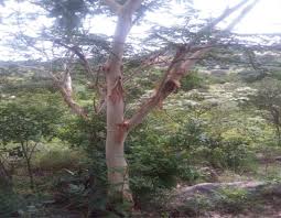Image result for Albizia tanganyicensis