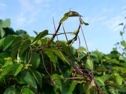 Image result for Cissus integrifolia