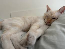 Sweet Marcel is at the vet : r/Flamepoints