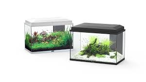 Start 55 Terrarium Decor Starter Kit