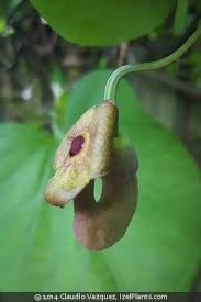 Image result for Aristolochia hockii