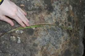 Image result for Juncus dregeanus