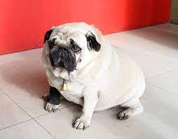 See fat dog stock video clips. Fat Dog Unhappy Dog Short Life