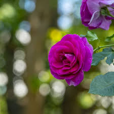 anthony hsu on instagram 玫瑰花504 陶醉玫瑰 月季 薔薇 薔薇屬 薔薇科 rose chien roses flowers rose instagram