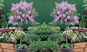 They grow to a maximum of 50cm high and 30cm wide making them ideal for pots or borders. Dwarf Lilac Standard Tree Groupon Goods