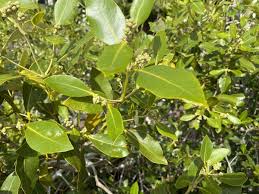 Image result for Avicennia marina