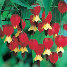 Abutilon Magapotamicum Chinese Lanterns Plant Shade Flowers Flowers Perennials