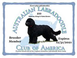Check spelling or type a new query. Australian Labradoodle Puppies In Asheville Nc