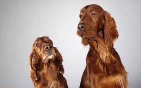 Ingiliz Cocker Spaniel Kopekle Patiliyo Com