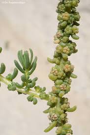 Image result for Suaeda articulata