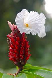 Pin On Ecocostarica