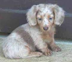 From a distance they look almost completely black. Merrywind Teckels Dachshund Colors Coats And Patterns