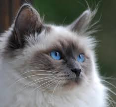 Epingle Sur Cats