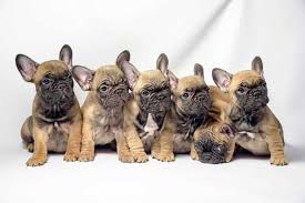 Ovrs looks at the main factors affecting litter size. How Many Puppies Do French Bulldogs Have Predicting Litter Sizes