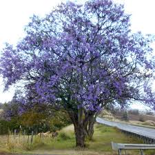 Jacaranda is most commonly grown as an ornamental in yards and parks. Jacaranda Mimosifolia Seeds Jacaranda Blue Jacaranda Black Poui Fern Tree Jacaranda Ovalifolia Plant World Seeds