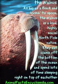 The farm was so wonderfull… prove how well you know rowan! Walrus Facts Animal Facts Encyclopedia