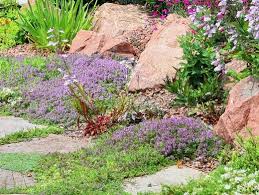 Google Translate Rock Garden Plants Rock Garden Pollinator Garden