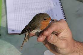 Check spelling or type a new query. Comment Apprivoiser Un Rouge Gorge Les 4 Astuces Indispensables