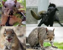 | keep squirrels out of your attic! Squirrels In The Garden Luv2garden Com