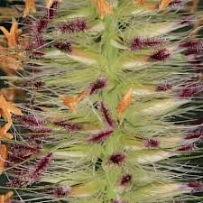 Image result for Cenchrus macrourus