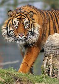 You Will Find The Sumatran Tiger In The Area Of Sumatra They Are Smaller Than Other Species Of Tigers With A Full Gr Tiger Pictures Tiger Facts Sumatran Tiger