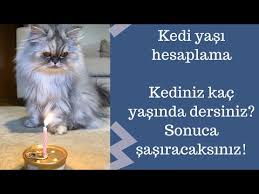 Kedi Yasi Nasil Hesaplanir Kedinizin Yasini Merak Ediyor Musunuz Hadi Beraber Bulalim Youtube