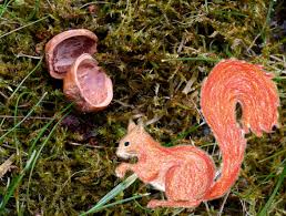 Wer Hat Die Haselnuss Gefressen Meisengezwitscher Naturblog