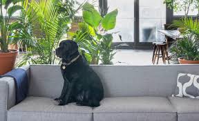 In many houseplants, toxicity lies beneath their exterior. Indoor Plants Safe For Cats And Dogs Bloomscape