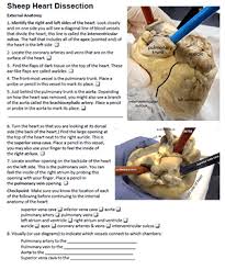 Sheep Heart Dissection Dissection Busy Teacher Answer Keys