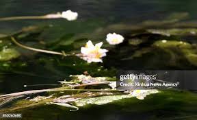 Image result for Ottelia