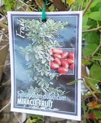 The larger the plant, the more berries it will produce. Miracle Fruit Tree In Growbags For Sale Synsepalum Dulcificum Plants Gumtree Australia Fraser Coast Torbanlea 1210253181