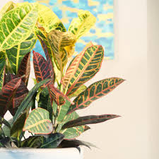 Image result for Croton kilwae