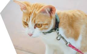 Promener Son Chat Ou Pas Advance