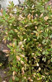 Image result for Glinus oppositifolius