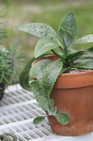 Image result for Kalanchoe gastonis-bonnieri