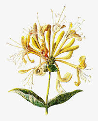 Free Flower Graphic Wildflower Graphic Of Yellow Honeysuckle Plant Flower Graphic Graphic Honeysuckle Plant