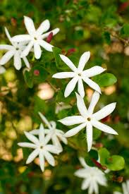 Image result for Jasminum multipartitum
