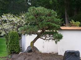 If they are not the results will be poor. Japanese Black Pine Coniferous Forest