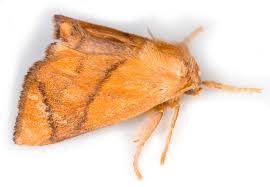 Image result for Apoda limacodes