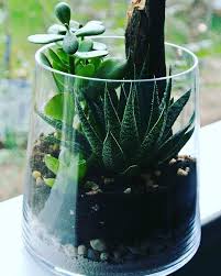 Pin By Maria Ratajczak On Diy Succulent Terrarium Plants Terrarium Plants