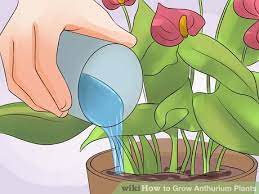 How To Grow Anthurium Plants Anthurium Plant Plant Care Houseplant Anthurium Flower