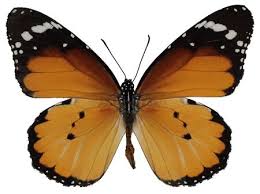 Image result for Gomphocarpus semilunatus