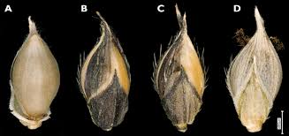 Image result for Echinochloa jubata